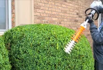 Will a Hedge Trimmer Cut Pampa Grass? - Outdoor Tool Guide
